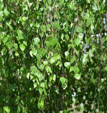 Trauer Birke 125-150cm - Betula pendula