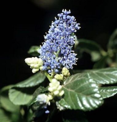 Säckelblume Victoria 40-60cm - Ceanothus impressus