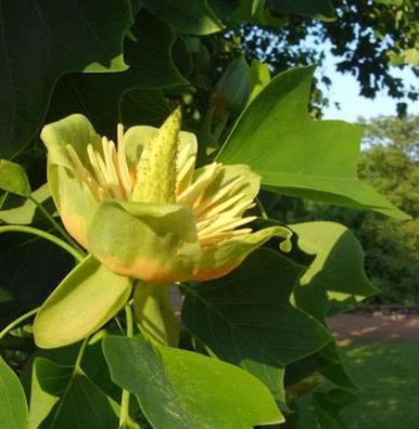 Amerikanischer Tulpenbaum 80-100cm - Liriodendron tulipifera
