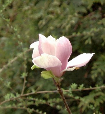 Magnolie Coral Lake 60-80cm - Magnolia Coral Lake