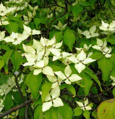 Chinesischer Blumen Hartriegel Nicole 40-60cm - Cornus kousa