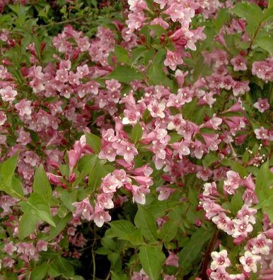 Weigelie Stelzneri 60-80cm - Weigela florida
