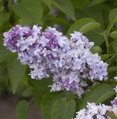 Edelflieder President Lincoln - Kircher-Collection 40-60cm - Syringa vulgaris