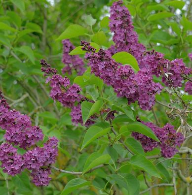 Edelflieder Mme Antoine Buchner 40-60cm - Syringa vulgaris