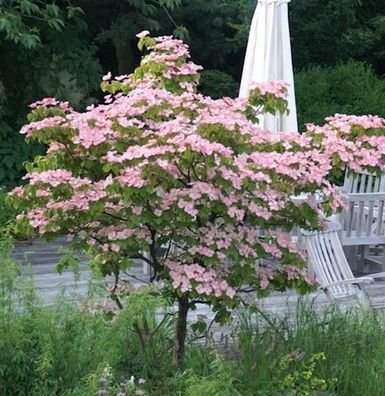 Chinesischer Blumenhartriegel Rosabella 40-60cm - Cornus kousa