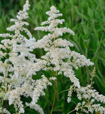 Prachtspiere Brautschleier - Astilbe arendsii