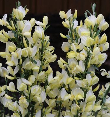 Edelginster White Lion 40-60cm - Cytisus scoparius