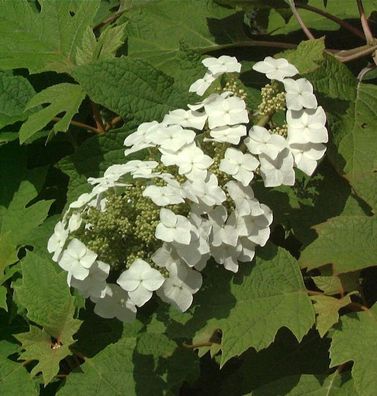 Eichenblättrige Hortensie 80-100cm - Hydrangea quercifolia