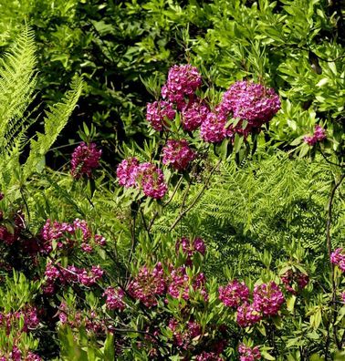 Rotes Lorbeerröslein 30-40cm - Kalmia angustifolia