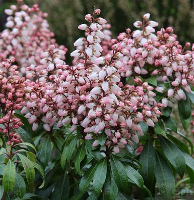 Schattenglöckchen Lavendelheide Bonfire 15-20cm - Pieris japonica