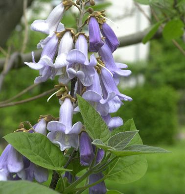 Blauglockenbaum 60-80cm - Paulownia tomentosa
