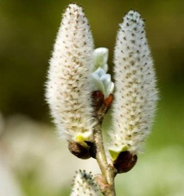 Schweizer Kätzchenweide 30-40cm - Salix helvetica