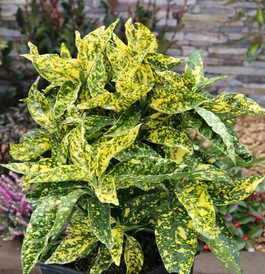 Japanische Aucube Crotonifolia 60-80cm - Aucuba japonica