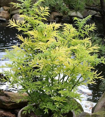 Gelblaubiger Säulen Holunder Golden Tower 100-125cm - Sambucus nigra