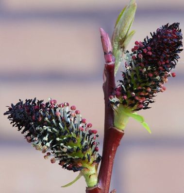 Schwarze Kätzchenweide 20-30cm - Salix melanostachys