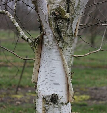 Weißrindige Himalaja-Birke Doorenbos 125-150cm - Betula utilis
