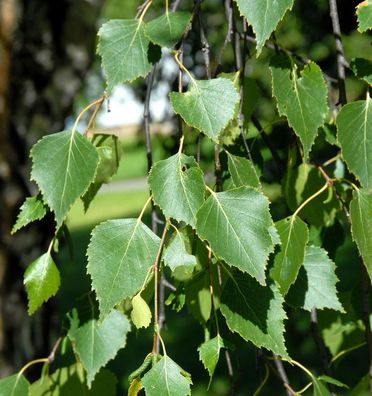 Hochstamm Hängebirke Magical Globe 100-125cm - Betula pendula