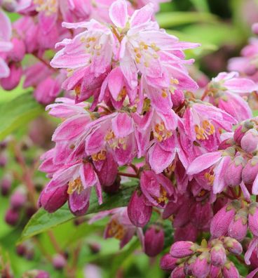 Rosendeutzie Strawberry Field 100-125cm - Deutzia hybrida