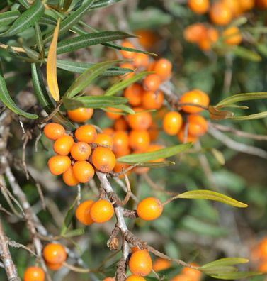 Weiblicher Sanddorn Orange Energy® 60-80cm - Hippophae rhamnoides