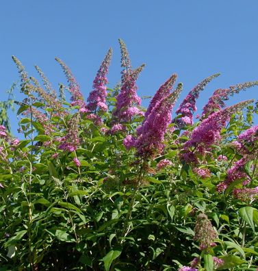 Schmetterlingsflieder Reve de Papillon Pink 40-60cm - Buddleja