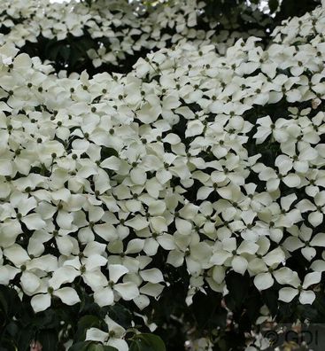 Chinesischer Blumen Hartriegel Wietings Select 125-150cm - Cornus kousa