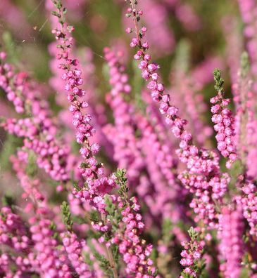 10x Besenheide Red Star - Calluna vulgaris