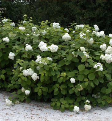 Ballhortensie Grandiflora 40-60cm - Hydrangea arborescens