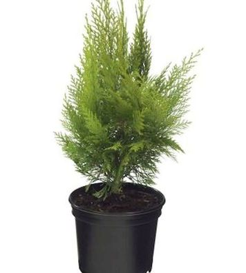 Gelbe Kegelzypresse Ellwoodiis Empire 20-30cm - Chamaecyparis lawsoniana