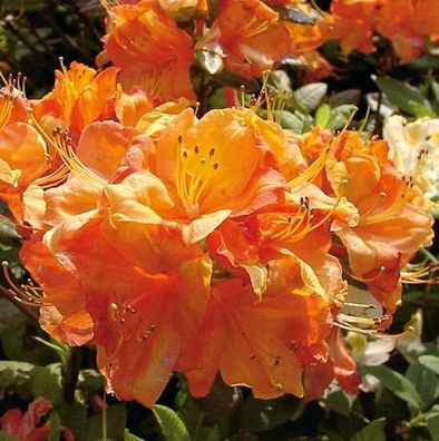 Azalee Glowing Embers 50-60cm - Rhododendron luteum - Alpenrose