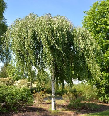 Hängebirke Tristis 125-150cm - Betula pendula