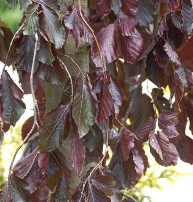 Hochstamm Trauer Blutbuche Purple Fountain 100-125cm - Fagus sylvatica