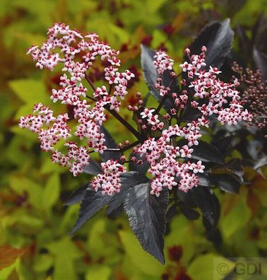 Schwarzer Holunder Black Beauty 60-80cm - Sambucus nigra