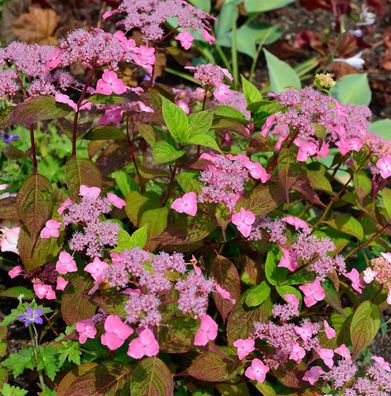 Teller Hortensie Daredevil 40-60cm - Hydrangea serrata