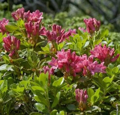 Bewimperte Alpenrose 15-20cm - Rhododendron hirsutum