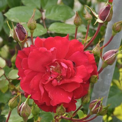Kletterrose The Prince Trust 30-60cm