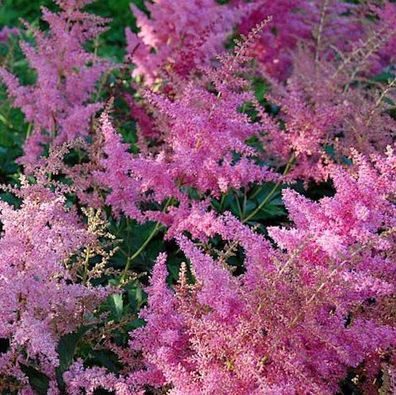 Prachtspiere Anita Pfeifer - Astilbe arendsii