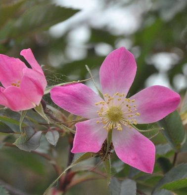 Hechtrose 40-60cm - Rosa glauca