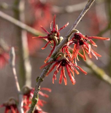 Zaubernuß Diane 30-40cm - Hamamelis intermedia