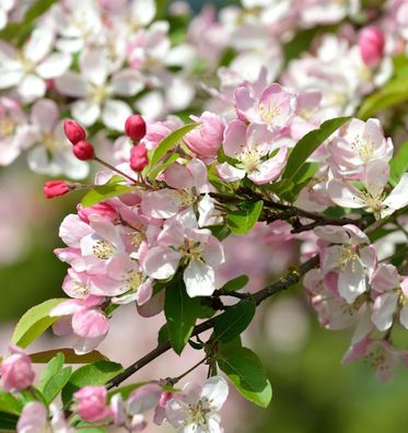Vielblütiger Zierapfel 100-125cm - Malus floribunda