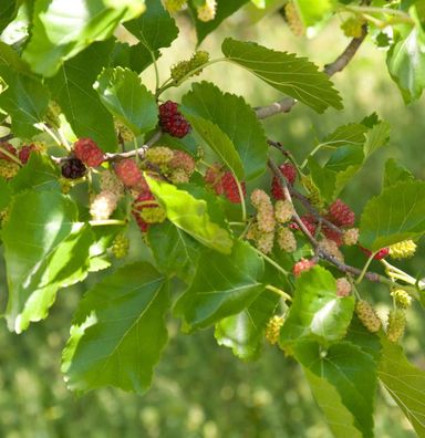 Hochstamm Zwerg Maulbeere Mojo Berry 80-100cm - Morus rotundiloba