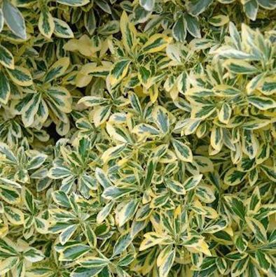 Gelbbunter Japanischer Spindelstrauch 80-100cm - Euonymus japonicus