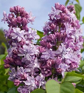 Edelflieder President Poincare - Kircher-Collection 40-60cm - Syringa vulgaris