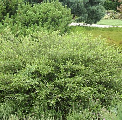 Polarbirke Zwergbirke 40-60cm - Betula nana