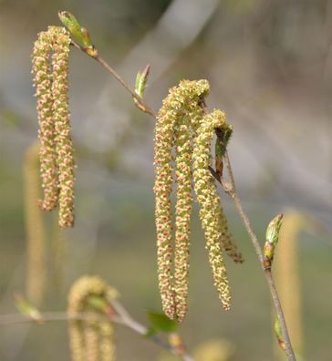 Kupferbirke 100-125cm - Betula albosinensis