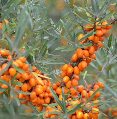 Sanddorn Sirola® 60-80cm - Hippophae rhamnoides