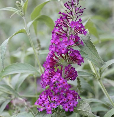 Schmetterlingsstrauch Pink Purple 30-40cm - Buddleja