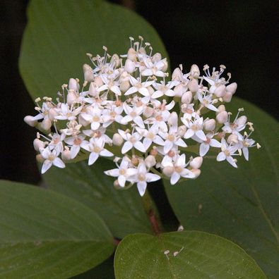 Schwarzholz-Hartriegel Kesselringii 100-125cm - Cornus alba