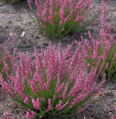 10x Knospenheide Gardengirls Loki - Calluna vulgaris