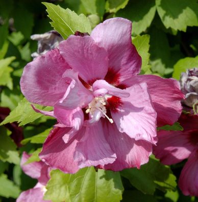 Rosen-Eibisch Pink Giant 80-100cm - Hibiscus syriacus