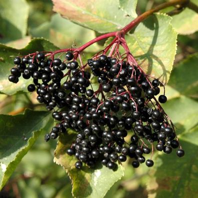 Schwarzer Holunder 60-80cm - Sambucus nigra